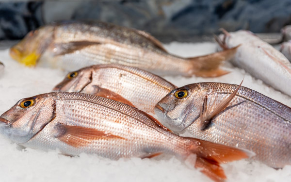 Αφιέρωμα: Ανακαλύψτε τα 7+1 από τα καλύτερα σύγχρονα ιχθυοπωλεία της Θεσσαλονίκης