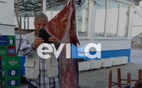 Εύβοια: Εντυπωσιακή ψαριά για ιδιοκτήτη ψαροταβέρνας -  Έπιασε καλαμάρι γίγας 15 κιλών (φωτ.)