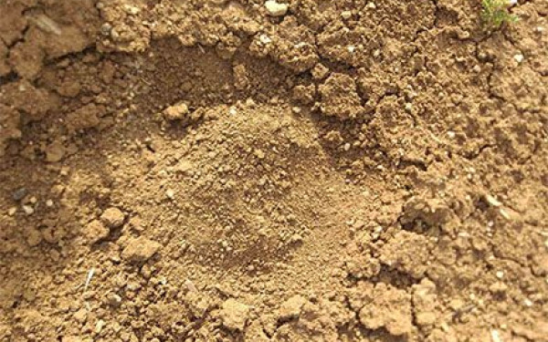 Καστοριά: Νεκρή αρκούδα 300 κιλών σε σύγκρουση με ΙΧ	(φωτ.)