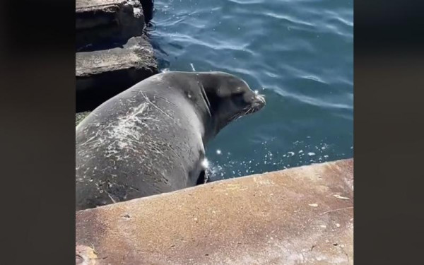 Θεσσαλονίκη: Μια φώκια στη Νέα Παραλία - Δείτε βίντεο