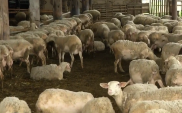 ΠΑΣΟΚ-ΚΙΝΑΛ: Μετά την πανώλη, οι κτηνοτρόφοι αντιμέτωποι και με την ευλογία και η κυβέρνηση συνεχίζει τον εμπαιγμό