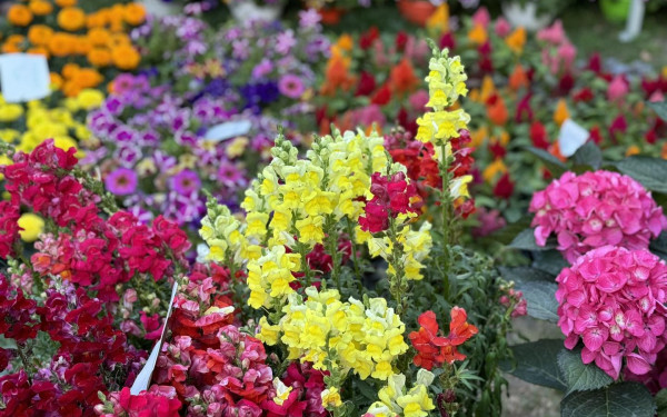 Δήμος Βόλβης: Εκδήλωση γεμάτη λουλούδια για τη Μητέρα στη Νέα Μάδυτο