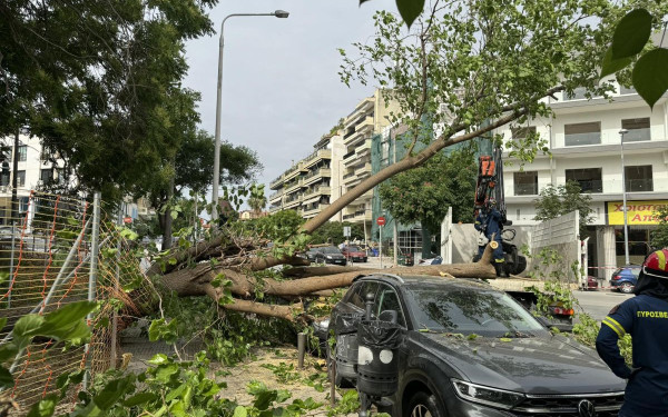 Θεσσαλονίκη: Τεράστιο δέντρο ξεριζώθηκε και καταπλάκωσε δύο αυτοκίνητα - Άγιο είχε ένας οδηγός (βίντεο, φωτ.)