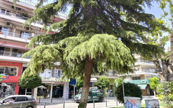 Ο Δήμος Καλαμαριάς επιλέγει τον… τρόπο της φύσης και αλλάζει τη διαδικασία και τον χρόνο των κλαδεύσεων στον αστικό ιστό