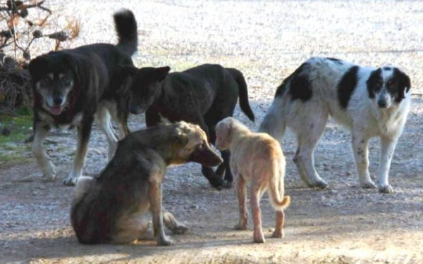 Θεσσαλονίκη: Nέα επίθεση αδέσποτου σκύλου σε κάτοικο του Χορτιάτη