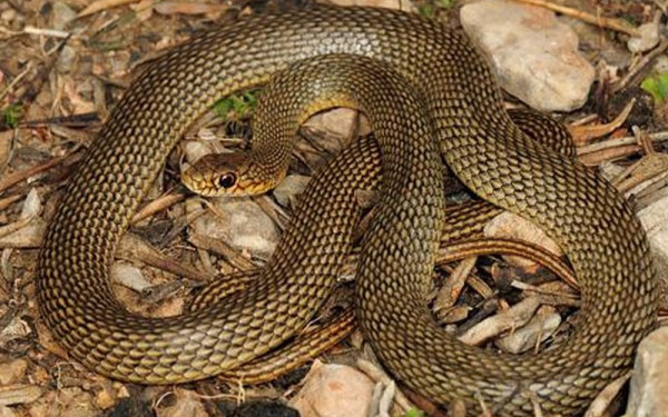 Θεσσαλονίκη: Φίδι σχεδόν δύο μέτρων εντοπίστηκε σε ντουζιέρα σπιτιού στο Πανόραμα - Απομακρύνθηκε από εθελοντές (βίντεο)