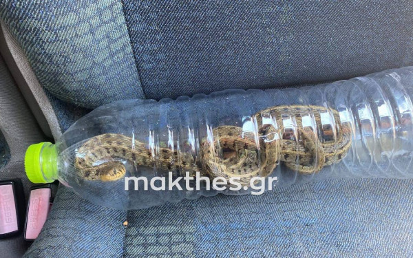 Θεσσαλονίκη: Τρόμος σε επιχείρηση - Πήγε τουαλέτα και βρήκε νερόφιδο (φωτ.)