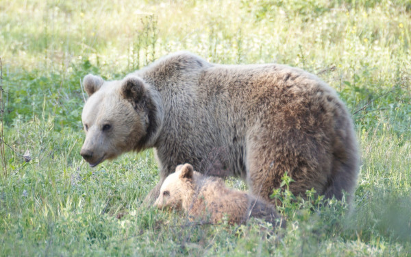 Καλλιστώ: Δουλεύοντας για τη συνύπαρξη  του ανθρώπου με την άγρια ζωή