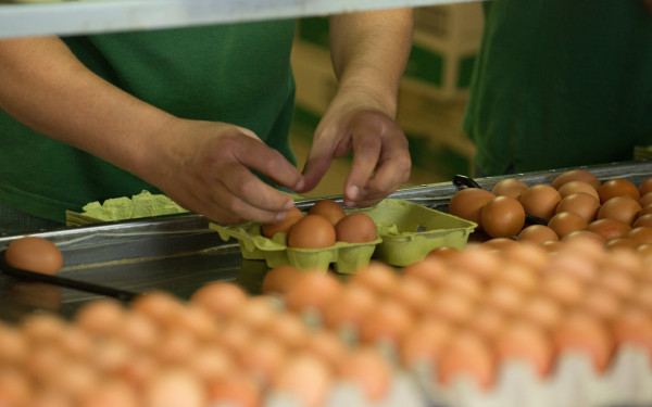 Θεσσαλονίκη: Διεθνές συμπόσιο πτηνοτροφίας, διοργανώνει το ΑCT