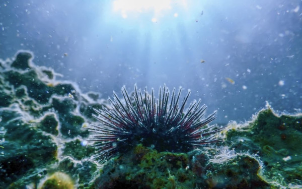 Θαλάσσια πανδημία «χτυπά» τους αχινούς στην Ερυθρά Θάλασσα και επεκτείνεται - Απειλεί κοραλλιογενείς υφάλους