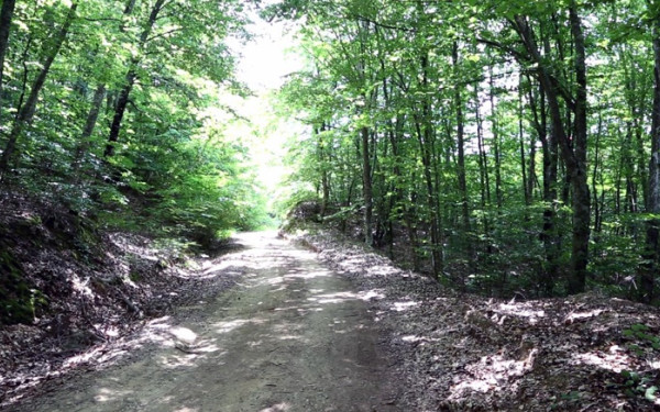 Χαλκιδική: O 3ος ορεινός αγώνας CHOLOMON TRAIL στον Πολύγυρο