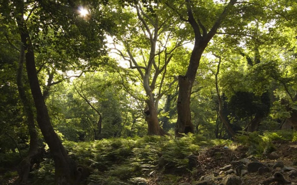 Χαλκιδική: Πού απαγορεύεται η κυκλοφορία πεζών και τροχοφόρων από αύριο ως το πρωί της Παρασκευής Χαλκιδική: Πού απαγορεύεται η κυκλοφορία πεζών και τροχοφόρων από αύριο ως το πρωί της Παρασκευής