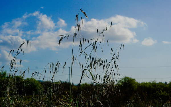 Προληπτική πυροπροστασία: Τρέχουν να καθαρίσουν για να αποφύγουν τις «καμπάνες»