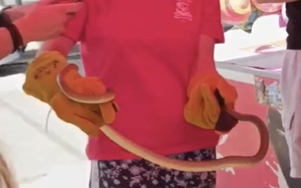 Αναστάτωση στου Βότση - Βρέθηκε φίδι πάνω σε δέντρο (βίντεο, φωτ.)