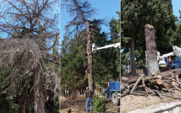 Χαλκιδική: Κόπηκε επικίνδυνο δέντρο στην περιοχή του Ηρώου στον Πολύγυρο