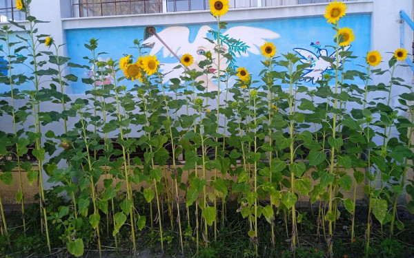 Κηπευτικές εργασίες αντί «ποινών» σε σχολείο της Χαλκιδικής