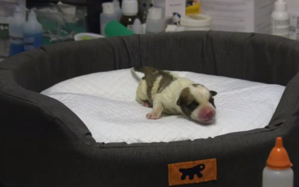 Λέσβος: Η απίστευτη ιστορία του Skyfall - Νεογέννητο σκυλάκι βρέθηκε από το ράμφος ενός γερακιού... στην άσφαλτο (βίντεο)