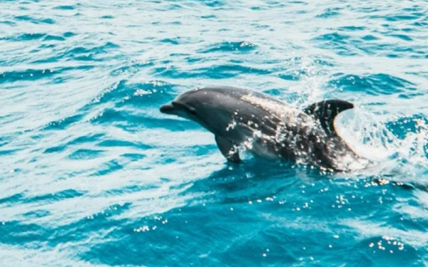 Καβάλα: Δελφινάκι βρέθηκε στα ρηχά παραλίας στην Νέα Πέραμο (βίντεο)