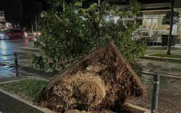 Θεσσαλονίκη: Έπεσαν δέντρα από τους ανέμους - Έκκληση από τον δήμο Θεσσαλονίκης για τα σκουπίδια