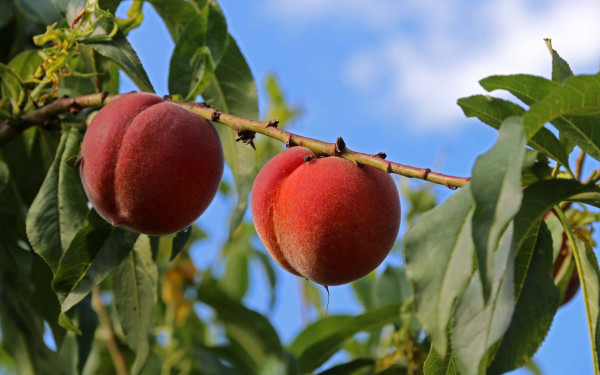 Σύμπλεγμα ιών παραμορφώνει τα ροδάκινα της Ημαθίας και Πέλλας