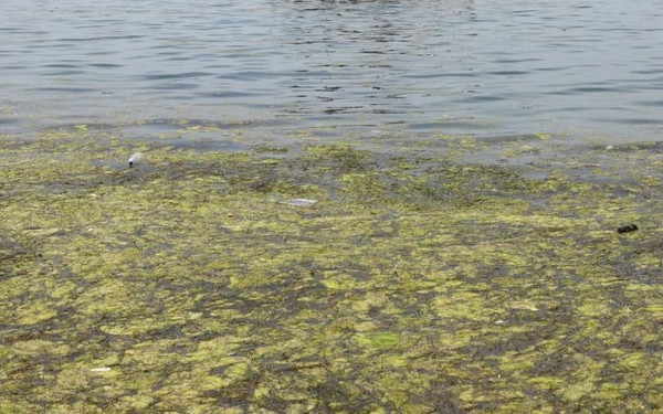Θεσσαλονίκη: Το φυτοπλαγκτόν επέστρεψε και ο Θερμαϊκός... πρασίνισε (βίντεο)