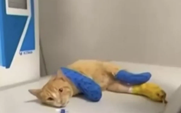 Μήνυση κατά αγνώστων για την κτηνωδία με ακρωτηριασμό γάτου στα τρία του πόδια