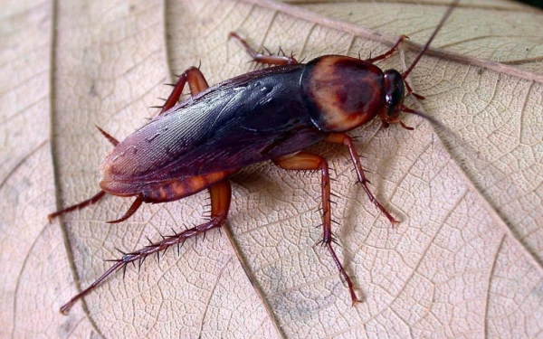 Λάρισα: Ιπτάμενες κατσαρίδες έχουν γίνει ο εφιάλτης των κατοίκων (βίντεο)