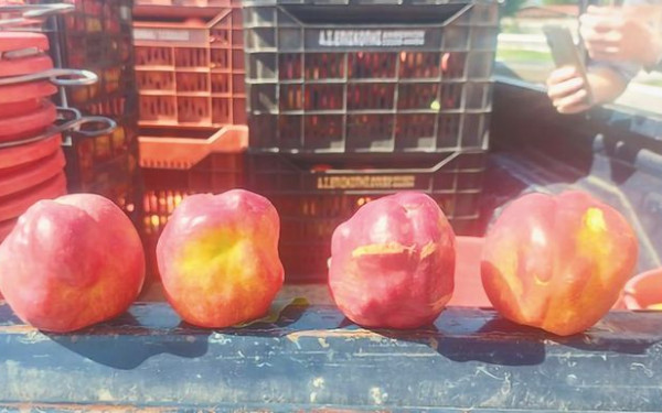 Το σχέδιο του ΥΠΑΑΤ για την αντιμετώπιση της ασθένειας των πυρηνόκαρπων