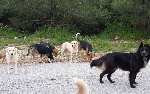 Θεσσαλονίκη: Επίθεση από αγέλη σκύλων δέχθηκε 44χρονη στο Φίλυρο