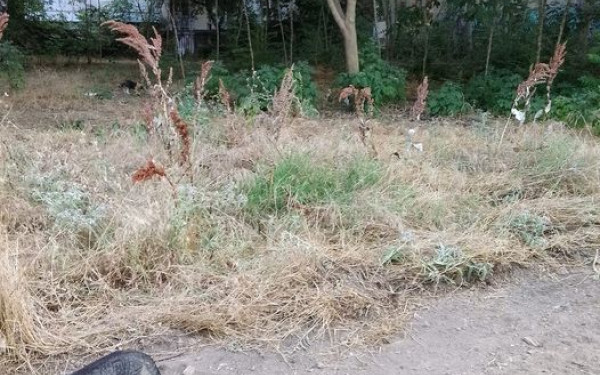 Θεσσαλονίκη: Και το πάρκινγκ θα γίνει, και τα δέντρα θα μείνουν