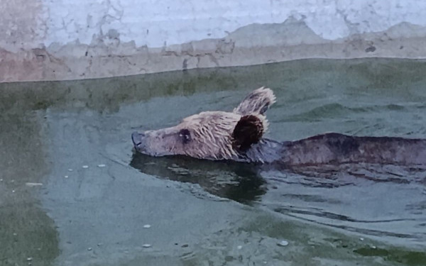 Ιωάννινα: Περιπέτεια για αρκούδα που εγκλωβίστηκε σε δεξαμενή - Την απελευθέρωσαν με αυτοσχέδια ράμπα (φωτ.)