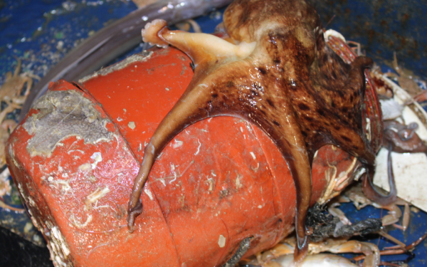 Το 57% των αλιευτικών απορριμμάτων στο βυθό του Θρακικού Πελάγους είναι πλαστικά κιούπια για τα ψάρεμα των χταποδιών