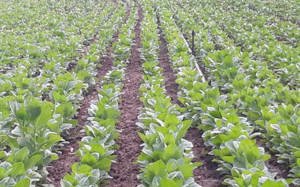 Οκτώ οικογένειες στα ορεινά Πιέρια κρατούν ζωντανή την παραδοσιακή καλλιέργεια του καπνού (φωτ.)