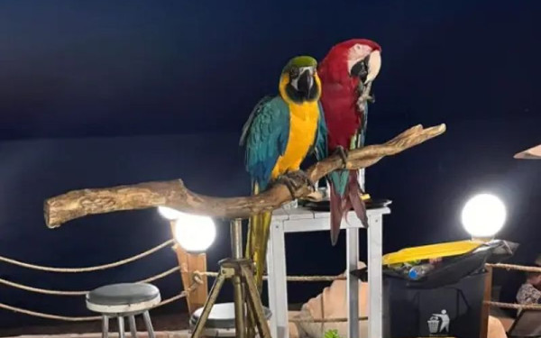 Οργή στη Χαλκιδική: Έκοψε τα φτερά παπαγάλων και ζητούσε δέκα ευρώ για φωτογραφία - Πρόστιμο 20.000 ευρώ (βίντεο)