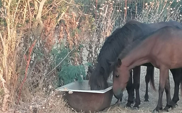 Δέλτα Έβρου: Οι αιτίες που δεν αντιμετωπίστηκαν, ο καύσωνας και οι θάνατοι των αλόγων
