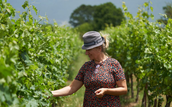 Θεσσαλονίκη: Κλιματική αλλαγή και περιορισμοί στη φύτευση τα «αγκάθια» για τους Βορειοελλαδίτες οινοποιούς