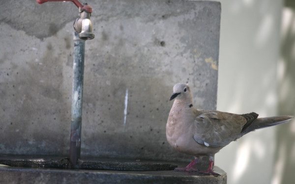 Χαλκιδική: Εξοργισμένοι οι κάτοικοι με τις συνεχόμενες διακοπές νερού στο Πευκοχώρι -  Αδειάζουν καταλύματα