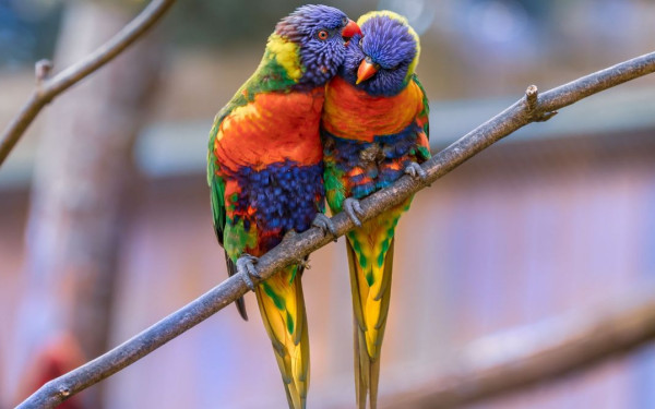 Πόλη της Αργεντινής δέχεται «επίθεση» από χιλιάδες παπαγάλους (βίντεο)