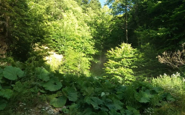 Ημαθία: Προκήρυξη αγώνων ορεινού δρόμου «Πιέριδες Μούσες 2024» στα Ριζώματα