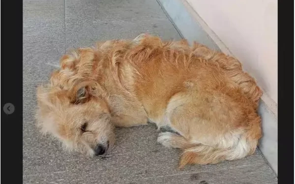 Συγκινεί ο... Χάτσικο των Τρικάλων (φωτ.) Συγκινεί ο... Χάτσικο των Τρικάλων (φωτ.)