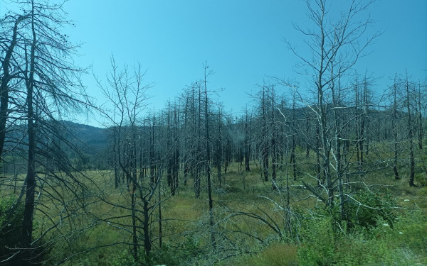 Βόρεια Εύβοια: Τρία χρόνια μετά τις καταστροφικές φωτιές, αναγεννάται από τις στάχτες της (φωτ.)