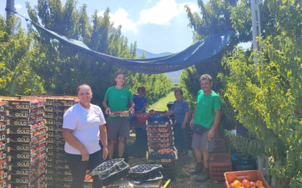 Κοζάνη: Οι καιρικές συνθήκες επηρεάζουν την παραγωγή σε ροδάκινα και νεκταρίνια στο Βελβεντό