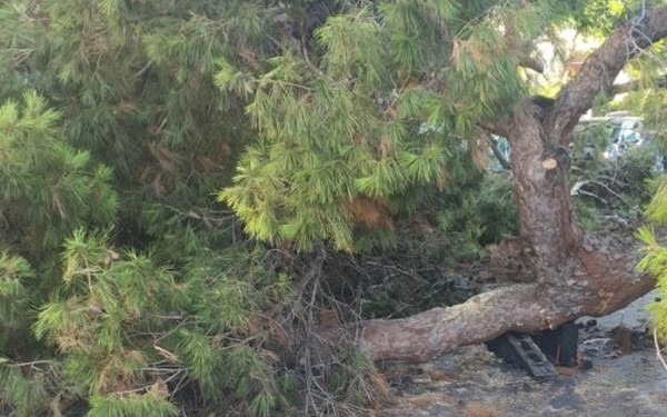 Πέλλα: Νεκρός 50χρονος υλοτόμος που τον καταπλάκωσε δέντρο στην Αλμωπία