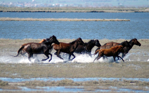 Συνεχίζονται οι προσπάθειες για τη διάσωση των αλόγων στο Δέλτα του Έβρου