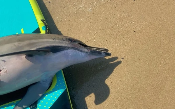 Χαλκιδική: Νεκρό δελφίνι εντοπίστηκε στη Νέα Ηράκλεια - Ήταν τραυματισμένο και το είχαν δέσει με σχοινί (φωτ.)