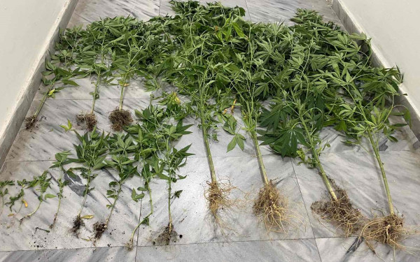 Πέλλα: Είχε στην οικία του 15 δενδρύλλια κάνναβης