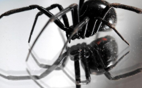 Αγρίνιο: «Μαύρη χήρα» δάγκωσε 65χρονη στους Παπαδάτες και την έστειλε στο νοσοκομείο