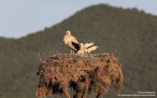 Ολοκληρώθηκε η Εθνική Απογραφή Λευκών Πελαργών: Ενθαρρυντικά τα πρώτα στοιχεία (φωτ.)