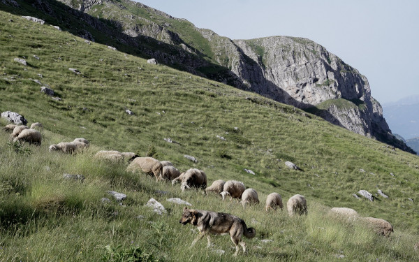 Κτηνιατρική επιχείρηση στη Δυτική Ελλάδα για την πανώλη των μικρών μηρυκαστικών
