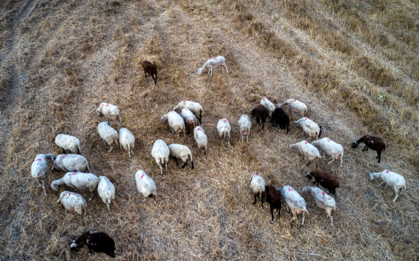 Νέα κρούσματα ευλογιάς αιγοπροβάτων - Για σφαγή ένα κοπάδι 1.000 προβάτων στην Καβάλα